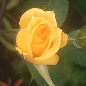 Meet your Posher, Mercedes